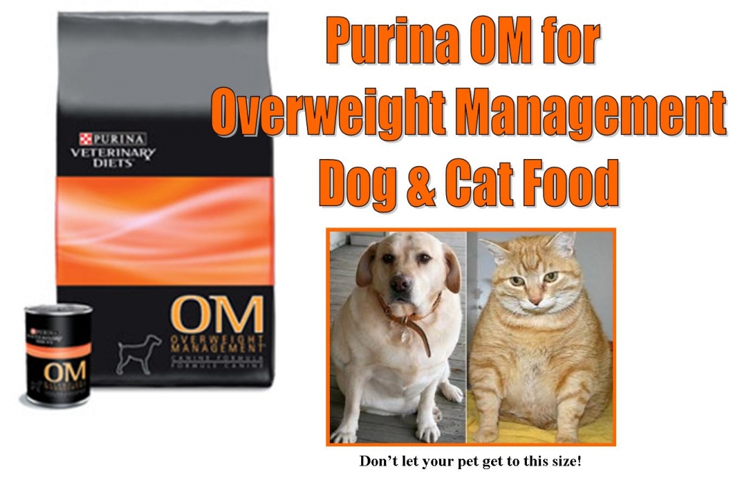 What Is The Best Dog Food Recommended By Vets What Is The Best Dog Food Recommended By Vets
